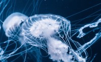 欧艺区块链APP狗年特别版上线全攻略与核心功能解析