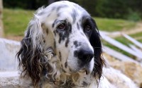 有人在柴犬币上赚钱没真实案例与实操建议