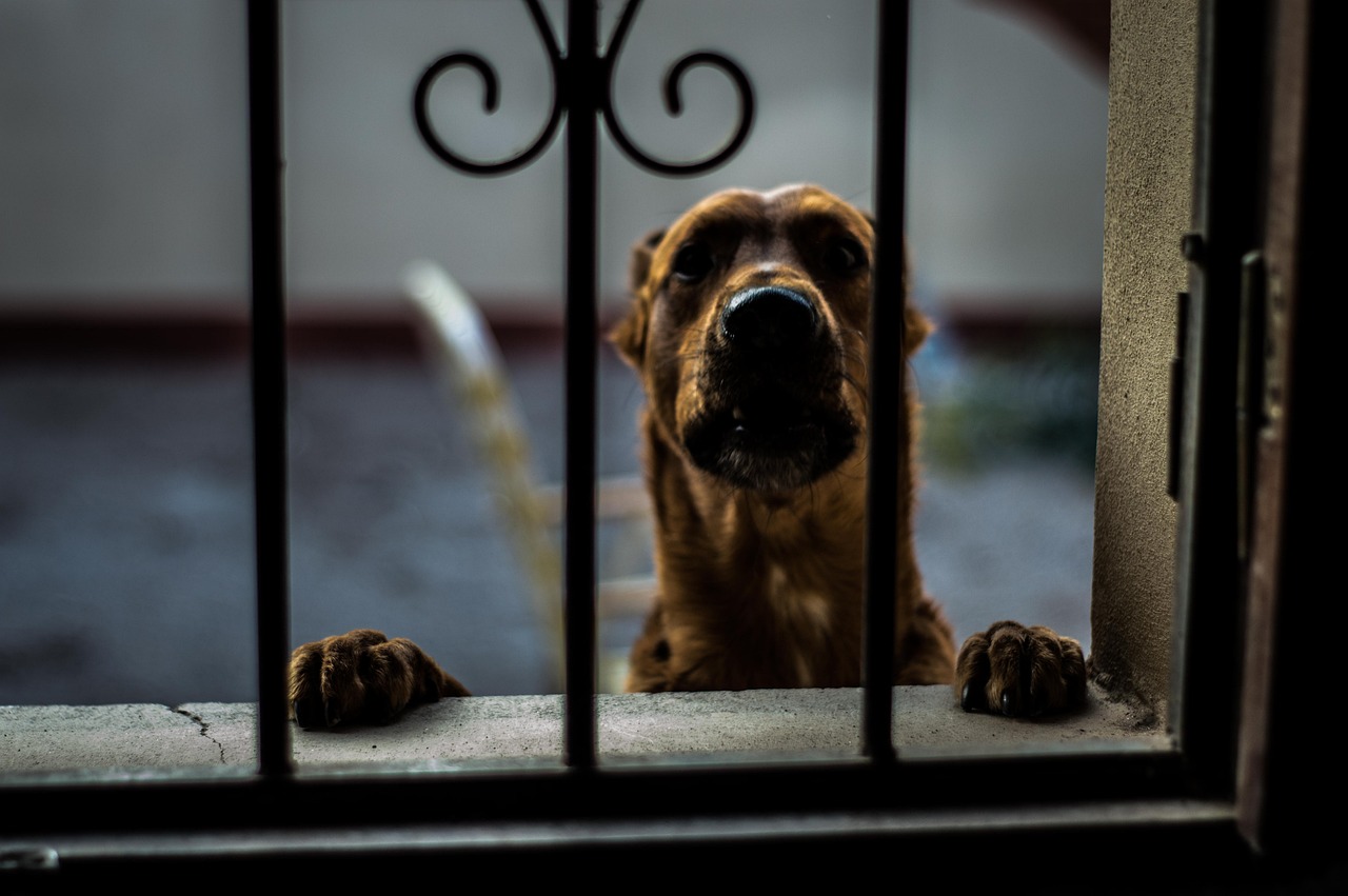 欧艺区块链APP犬功能详解与使用指南