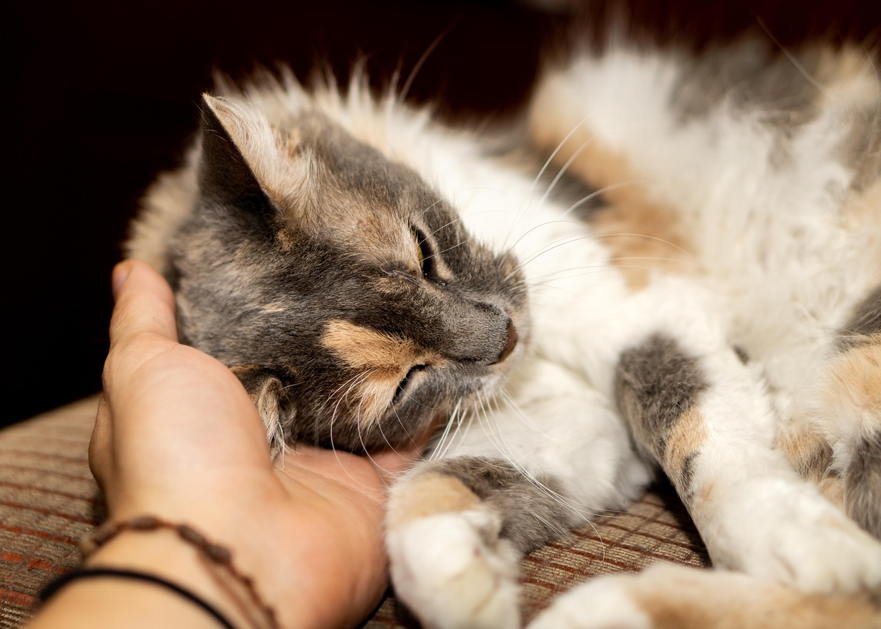 养猫币赚钱的真实玩法与注意事项全解析